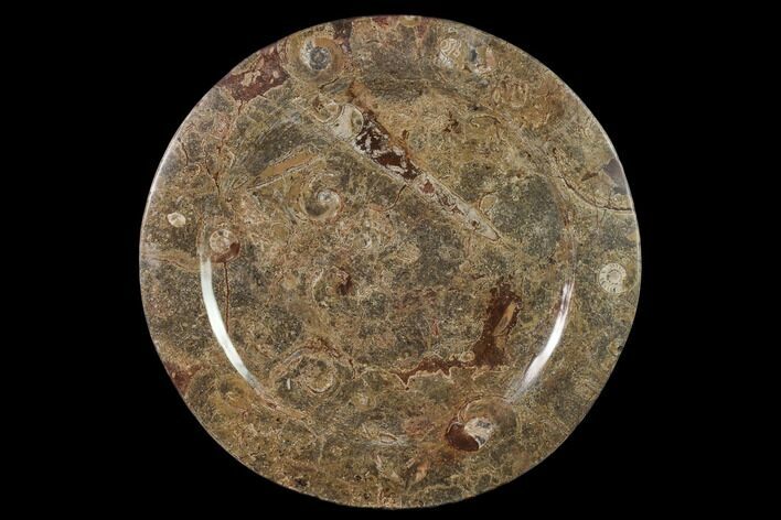 Fossil Orthoceras & Goniatite Round Plate - Stoneware #140048